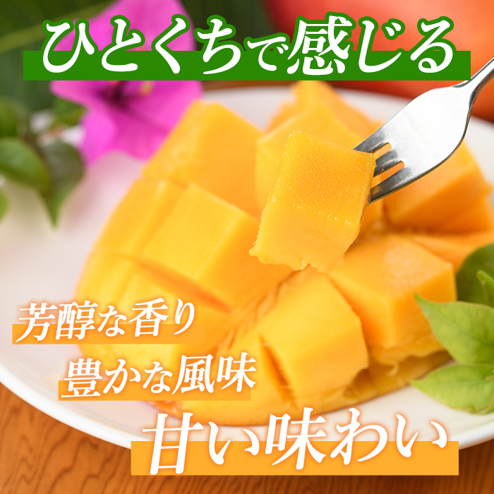 【2026年 発送】しあわせ完熟マンゴー2〜3玉入り(マンゴーの森/022-1769) マンゴー フルーツ 果物 旬 夏 指宿 いぶすき 鹿児島  完熟  お供え 御供 ギフト 贈り物 プレゼント グ