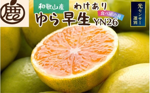 
                  【先行予約】家庭用 極早生有田みかん10kg+250g（傷み補償分）  ※10月より順次発送(極早生) ※北海道・沖縄・離島への配送不可 / みかん 果物 フルーツ ミカン 和歌山 柑橘 早生みかん 有田みかん 有田【ikd211A】
                