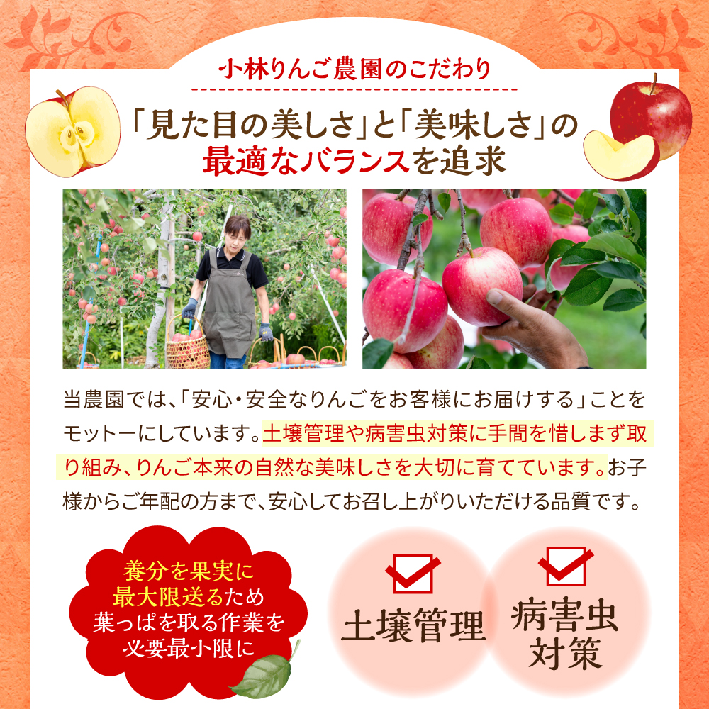 りんご　青森 トキ 訳あり 5kg 程度 【 10月 中旬以降順次 発送 】 とき 農家直送 青森県 五所川原市 傷 キズ ワケアリ 林檎 リンゴ apple 黄色
