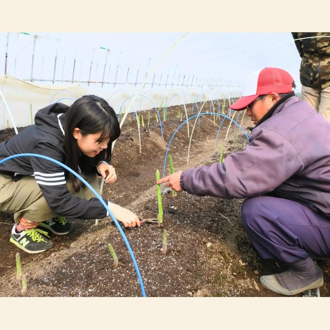 北海道産 夏採り！JAそらち南 夏の味覚「グリーンアスパラガス」S～3L 1kg前後