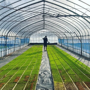 【令和7年度産 新米予約】 米 コシヒカリ 10kg(10kg×1袋) 白米 精米 ※2025年11月下旬頃より順次発送予定 ※沖縄・離島への配送不可