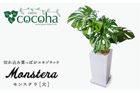 モンステラ （大） （スクエアポット） 糸島市 / cocoha [AWB021] 観葉植物 観葉植物 観葉植物 観葉植物 観葉植物 観葉植物 観葉植物 