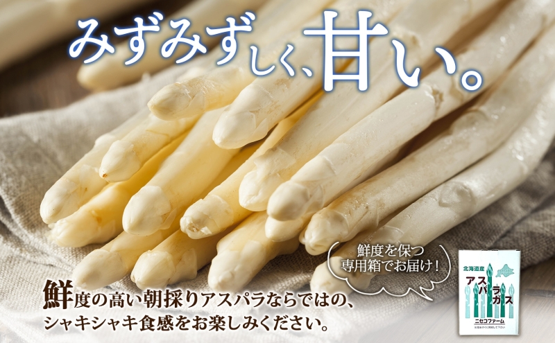 北海道産 アスパラガス ホワイト 約 1kg L - 2L サイズ 混合 アスパラ 旬 朝採り 新鮮 お取り寄せ 産地直送 産直 野菜 農作物 詰め合わせ 国産 北海道 倶知安町 