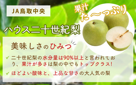 ハウス二十世紀梨【倉吉産】5kg（JA鳥取中央） 梨 果物 フルーツ
