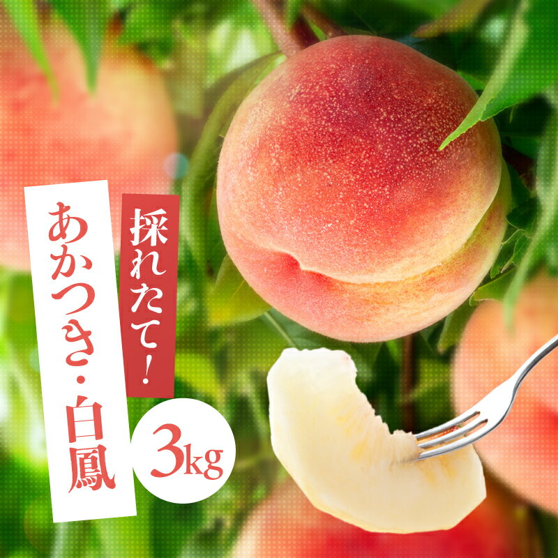 【ふるさと納税】南信州産「桃」約3kg〈あかつき・白鳳〉【2025年7月より順次発送】 | 果物 くだもの フルーツ 柿 桃 もも あかつき 白鳳 長野県 信州 南信州 飯田市 H07