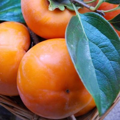 ふるさと納税 すさみ町 【厳選・産直】和歌山産富有柿約2kg 化粧箱入り(2L〜4Lサイズおまかせ)【すさみ町】 |  | 02