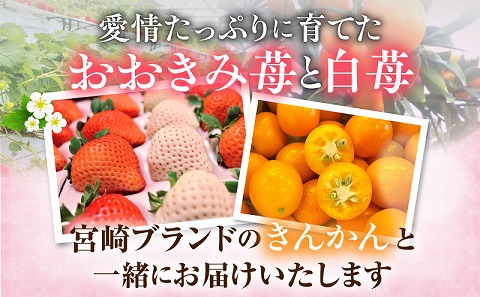 《2026年発送》【数量・期間限定】宮崎冬物語HOKUSAIGIFT紅白苺＋たまたまエクセレント 苺 いちご イチゴ おおきみ苺 おおきみいちご 白イチゴ 白苺 白いちご きんかん キンカン エクセレ