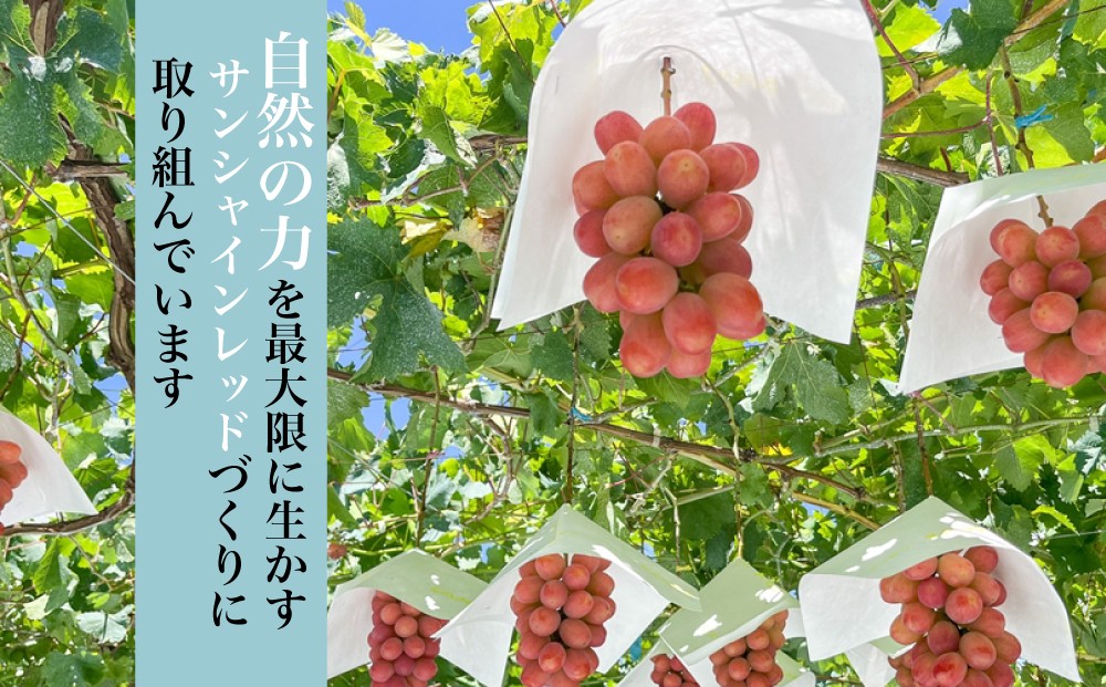 自然の力に恵まれた土地で除草剤・化学肥料を一切使わず自然草生栽培、有機・低農薬農法で土作りにこだわって育てています。