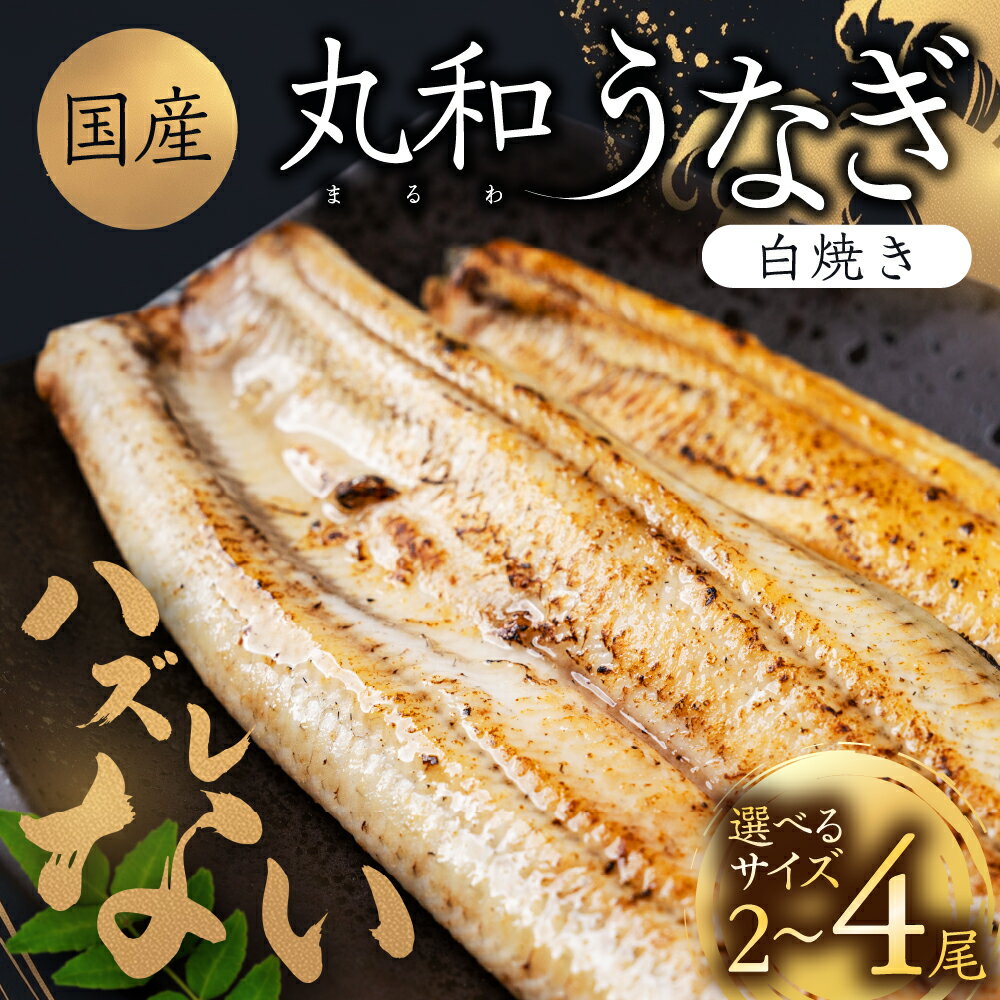 【ふるさと納税】ハズレない 国産 うなぎ 白焼き 2尾 4尾 選べる サイズ 国産うなぎ 鰻 厳選 ウナギ かば焼き 丑の日 高級 贅沢 ご褒美 特産品 ふっくら お取り寄せ うな重 うな丼 ひつまぶし 冷凍 誕生日 お祝い 内祝い お中元 お歳暮 丸和 丸和うなぎ 愛知県 豊橋市