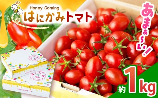太陽の恵みをたっぷり浴びた はにかみトマト 約1kg ｜ 野菜 トマト フルーツ トマト ミニトマト 特産品 栃木県 真岡市 人気 お試し リコピン 豊富 1キロ 寄附 ベジタブル 果物 人気 高評価 野菜 送料無料