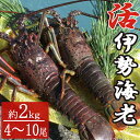 【ふるさと納税】【漁師直送】室戸沖（活）伊勢海老　2kg　4〜10尾 〈お刺身・お鍋などにおすすめ〉 天然 国産 魚介 海鮮 惣菜 送料無料