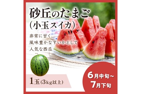 JA京都がおすすめする京丹後フルーツ定期便～琴引コース～（2026年6月中旬～発送） 京のブランド産品 メロン めろん 梨 なし ナシ スイカ 西瓜 すいか 国産 砂丘 甘い 高糖度 高級 期間限定 