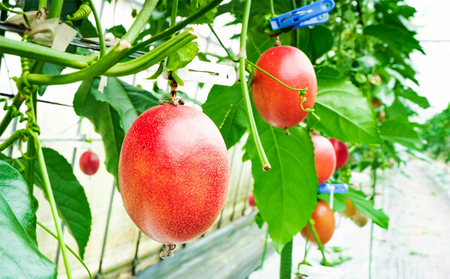 【2025年発送】奄美完熟パッションフルーツ 訳あり（約3kg） 鹿児島県 奄美群島 奄美大島 龍郷町 国産 奄美産 青果 果物 くだもの フルーツ 果物時計草 南国 トロピカル 初夏の果実 さわやか