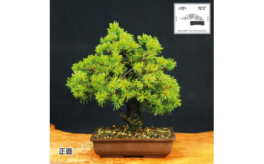 
赤石の泉 赤石五葉松（鉢植え） E-10
