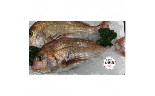 
                  【お歳暮ギフト】天然真鯛 刺身用　１尾（4～5人前）
                