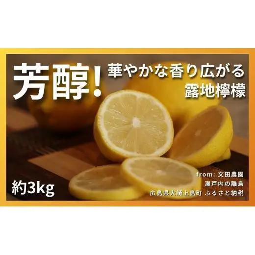 芳醇! 文田農園のレモン 約3kg 【2027年 1～2月発送】