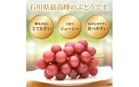 【先行予約 2026年収穫分】ルビーロマン 1房 約350g（お試しサイズ）【2026年8月中旬より順次発送】｜ ぶどう 