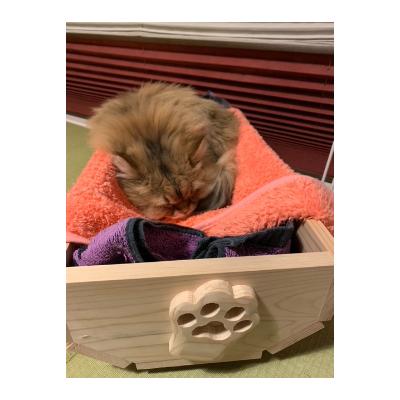 ふるさと納税 竜王町 国産桧材で作ったプランター(猫プランター)と小物入れ