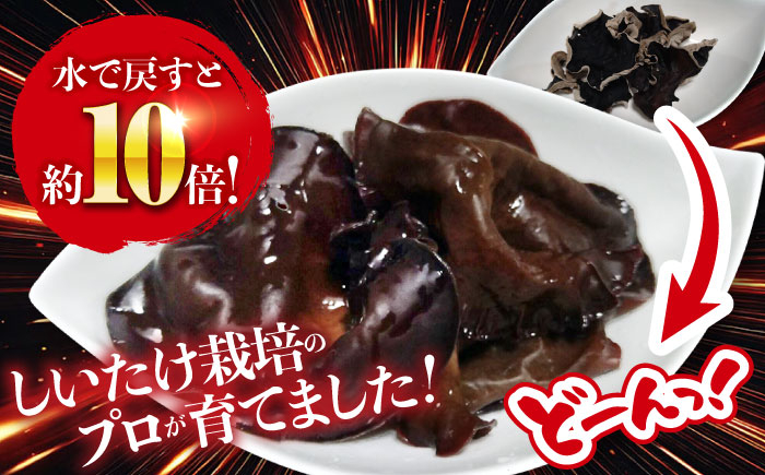 きくらげ 国産 きくらげ 乾燥 乾燥きくらげ 乾物 おつまみ 和食 中華料理  キクラゲ 国産 ラーメン トッピング 木耳 国産