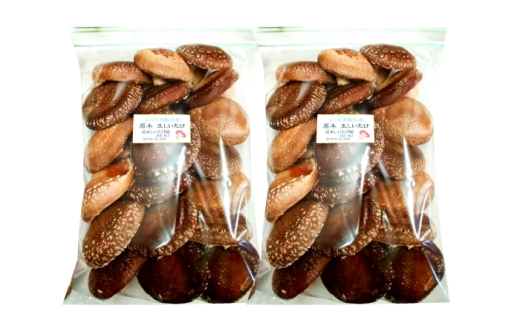 【3回定期便】特選生しいたけ ひらき 1kg（500g×2袋） 椎茸 しいたけ シイタケ 生 国産 岐阜 白川町 / 清水しいたけ園 [AWAY008]