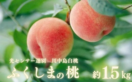 No.2920ふくしまの桃「光センサー選別川中島白桃」約1.5kg【2026年発送】