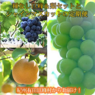ふるさと納税 有田川町 【発送月固定定期便】紀州有田産旬のフルーツセット(種なし巨峰&amp;梨セット・シャインマスカット)全2回