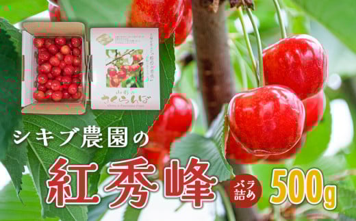 【令和8年産先行予約】 紅秀峰 バラ詰め Lサイズ 500g 山形県鶴岡産　シキブ農園　K-832