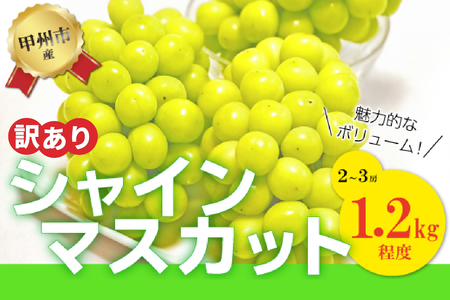 【訳あり】魅惑のボリューム感『シャインのふるさと甲州』シャインマスカット2～3房（約1.2kg）【2025年発送】（SFK）B11-855 【シャインマスカット 葡萄 ぶどう ブドウ 令和7年発送 期間限定 山梨県産 甲州市 フルーツ 果物】