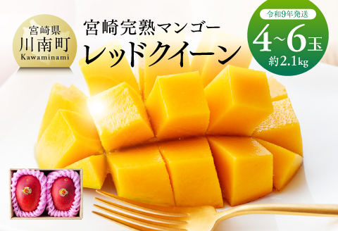 【令和7年発送】宮崎県産完熟マンゴー 「レッドクイーン」4～6玉 【 果物 フルーツ マンゴー 宮崎県産 完熟マンゴー みやざきマンゴー 先行予約 数量限定 期間限定 】[D03212]