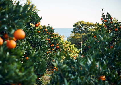 屋久島産たんかんのパンナコッタ12個セット