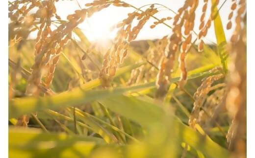 【令和7年産米】有機たい肥で育てた門外不出のコシヒカリ10ｋｇ 精米 白米 10kg 5kg 国産 ごはん 人気 おすすめ  三重県 多気町 NK-02