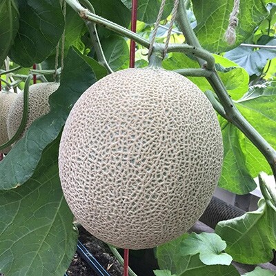 静岡県産　高級アローマメロン　山級約 1.4kg×4玉 ( 2玉×2箱 )【配送不可地域：離島・北海道・沖縄県】