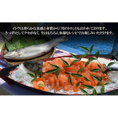 ふるさと納税 鰺ヶ沢町 鮮魚 幻の魚 イトウ 1尾 約2kg お刺身 [53841812] |  | 02