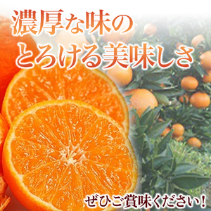 スペイン生まれのたら育ちクレメンティン 6kg クレメンティン みかん 柑橘 国産 オレンジ マンダリン 希少 ジューシー ギフト 贈り物 佐賀県 太良町 ND2x1【2026年12月上旬～2027年