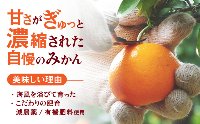 先行予約 伊木力みかん「はなまるみかん」（贈答用）5kg / 伊木力みかん みかん 蜜柑 ミカン 柑橘 / 諫早市 / 株式会社山野果樹園 [AHCF003]