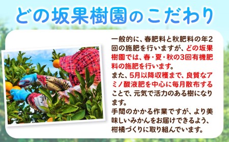 ゆら早生みかん 5kg　みかん