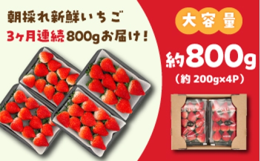 【全3回定期便】いちごさん