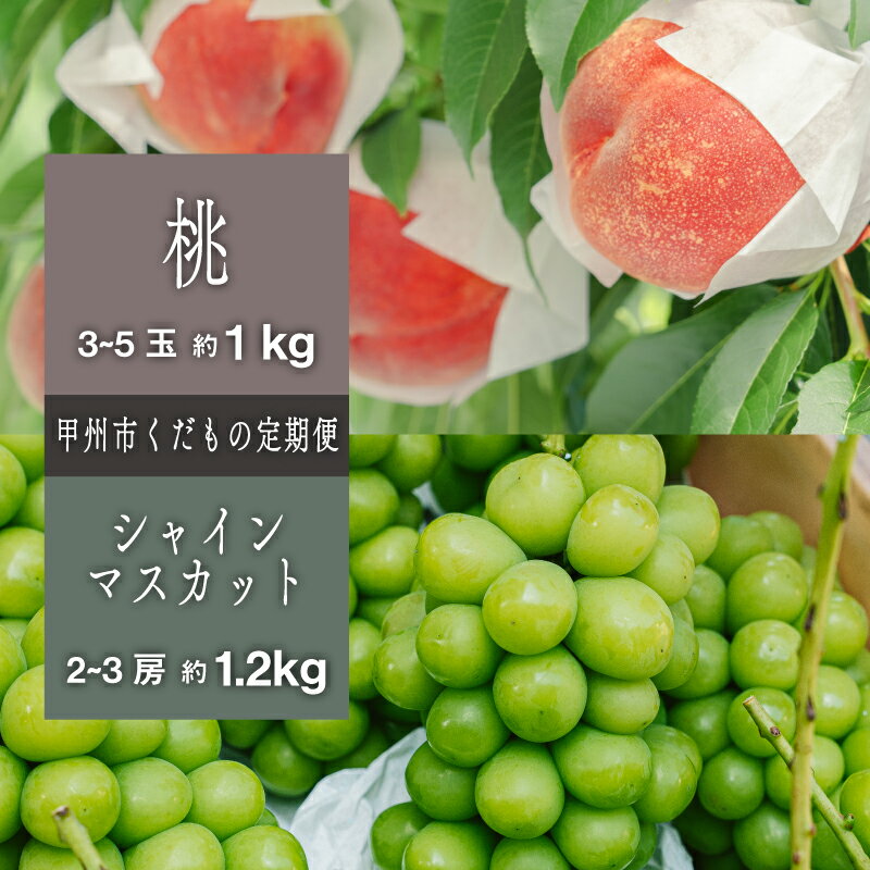 【ふるさと納税】 桃 約1kg 3～5玉 シャインマスカット 約1.2kg 2～3房 フルーツ 定期便 2回 果物 白鳳系 白桃系 甲州市産 期間限定 2025年発送 7月 8月 9月 10月 発送 もも 葡萄 ぶどう ブドウ 山梨 社員マスカット （SHP） 【C-475】