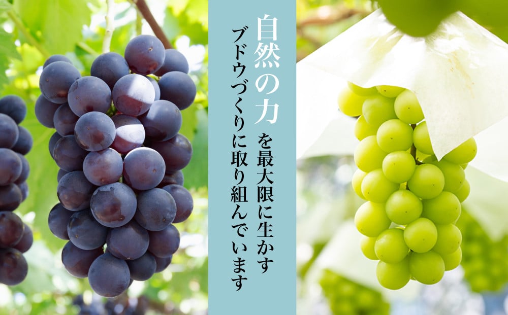 自然の力に恵まれた土地で除草剤・化学肥料を一切使わず自然草生栽培、有機・低農薬農法で土作りにこだわって育てています。
