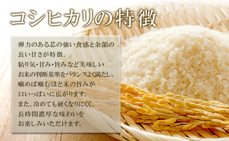 米 コシヒカリ 10kg お米 白米 精米 単一原料米 令和7年産 長野県産 長野 長野県 上田市