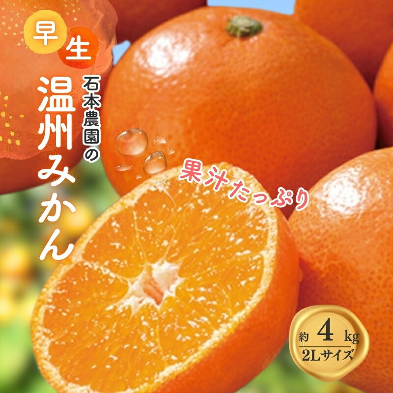 【ふるさと納税】 2Lサイズ 石本農園の早生温州みかん約4kg【2026年11月下旬から12月末頃までに順次発送】 / みかん ミカン 蜜柑 温州