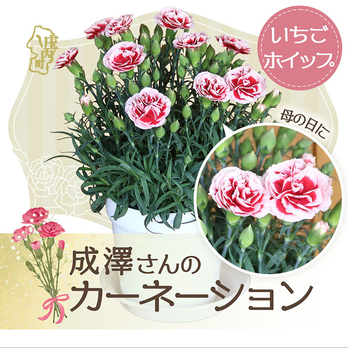 【5月初旬より順次発送】成澤さんのカーネーション いちごホイップ 5号鉢（入金期限：2026.4.30）母の日に プレゼント