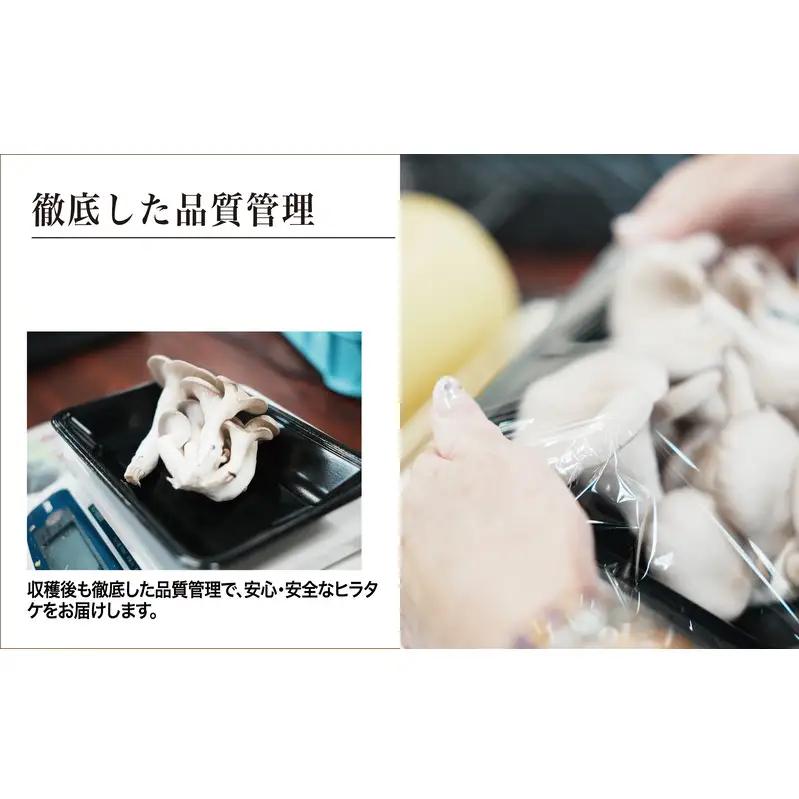 京都府産オーガニック　ヒラタケ（6パック入り約840g）