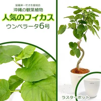 沖縄の観葉植物 フィカス ウンベラータ6号 ラスターポット 観葉植物