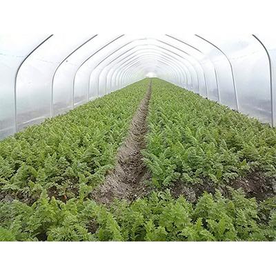 ふるさと納税 藍住町 徳島県藍住町　あんちゃんふぁーむの季節の新鮮野菜セット(5品目以上) |  | 01