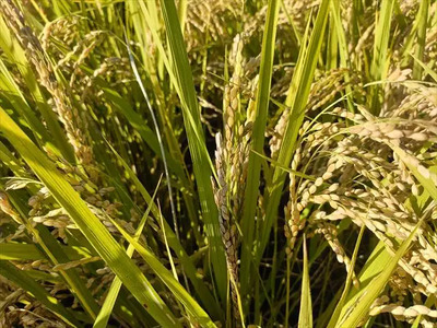 【令和7年産】『タガメの里・自然米』ぴかまる 白米5kg 【有機JAS認証米】 | お米 おこめ 米 コメ こめ ぴかまる 白米 精米 有機JAS認証米 兵庫県 上郡町