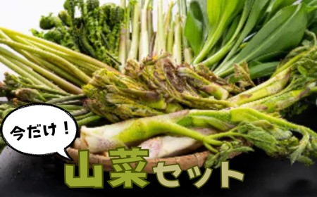 A-138 天然物！旬の山菜セット（5種類程度）＜4月以降順次発送開始予定＞【期間限定】【数量限定】
