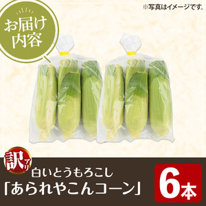 訳あり！白いとうもろこし「あられやこんコーン」(6本) 国産 トウモロコシ 玉蜀黍 ホワイト コーン 野菜 糖度 夏 イネ科 数量限定 期間限定 訳アリ 旬 【うとさんち】akn067-14