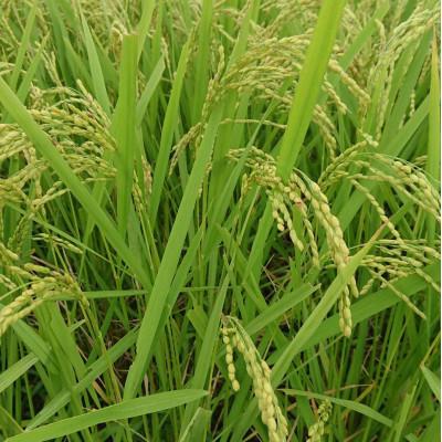 ふるさと納税 潮来市 令和7年産新米 【栽培期間中農薬不使用】こしひかり 玄米5kg茨城県共通返礼品・行方市産 |  | 03