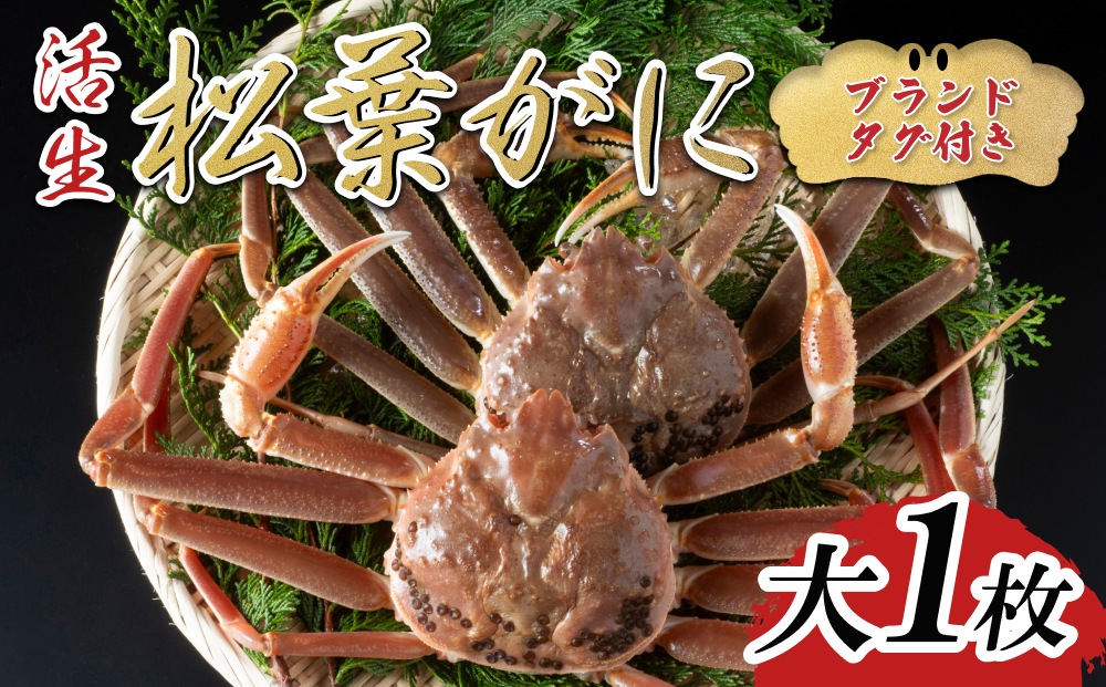 【先行予約】【活生】ブランドタグ付き松葉ガニ 大 1枚 2025年11月～順次発送｜鳥取 岩美 松葉がに かに【22054】